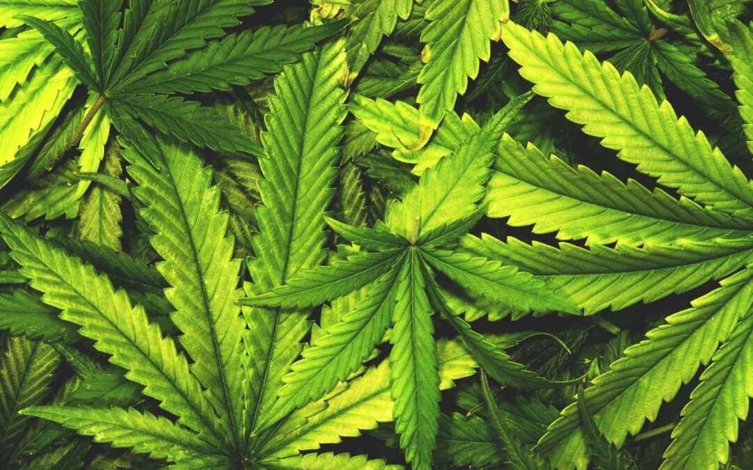 Understanding Marijuana DUI Laws in Oregon